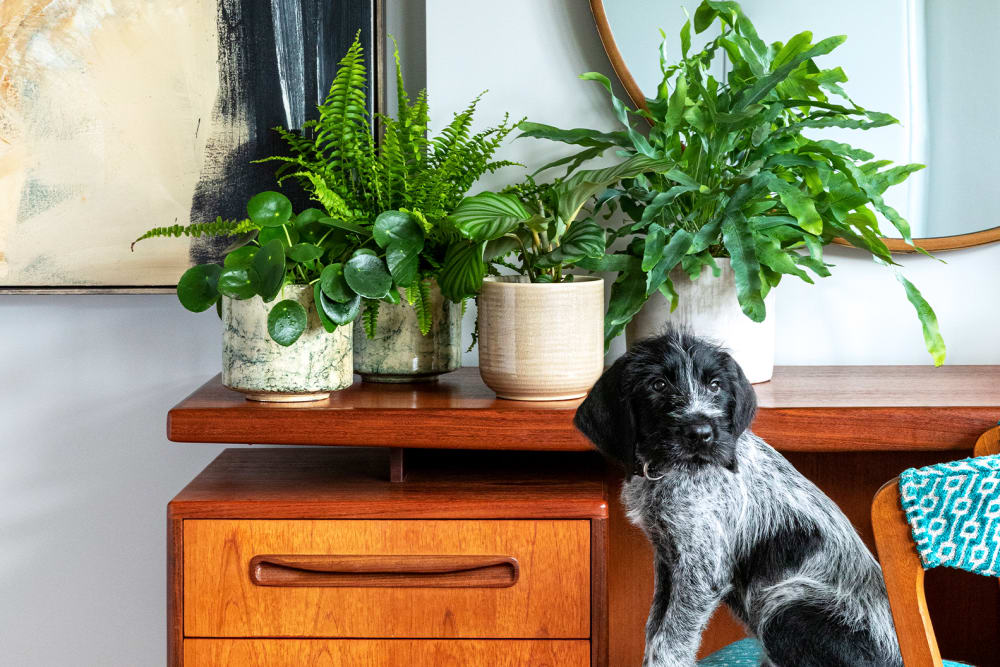 A dog in a living room with a blue star fern, a Boston fern, a Chinese money plant and a calathea orbifolia.